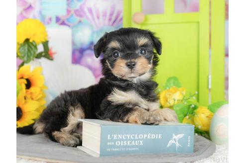 販売中の千葉県のミックス犬-388335の3枚目